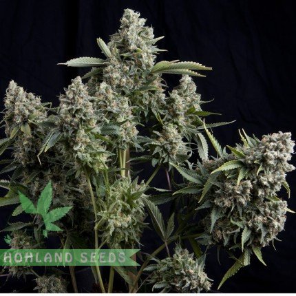 Конопляне насіння https://hohlandseeds.com/ukraine
